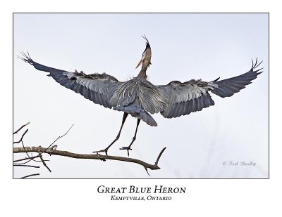 Great Blue Heron-071