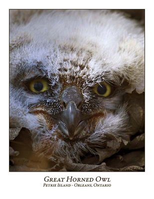 Great Horned Owl-020