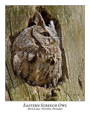Eastern Screech Owl-001