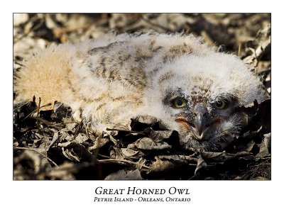 Great Horned Owl-021