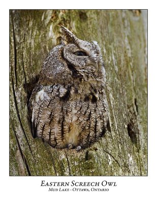 Eastern Screech Owl-002