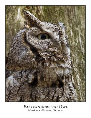 Eastern Screech Owl-006