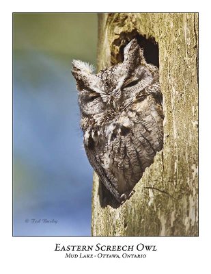 Eastern Screech Owl-010