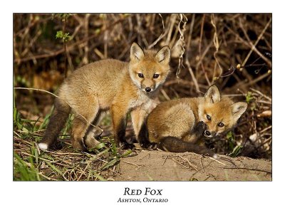 Red Fox-003