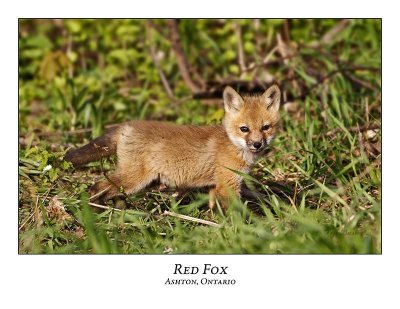 Red Fox-008
