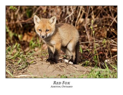 Red Fox-009