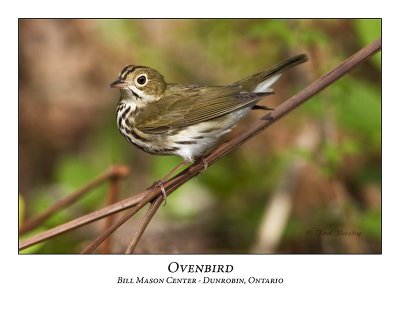 Ovenbird-006