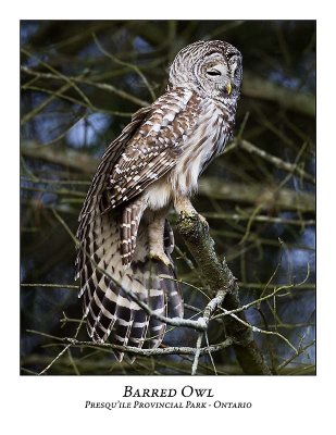 Barred Owl-028