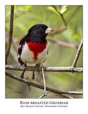 Rose-breasted Grosbeak-012