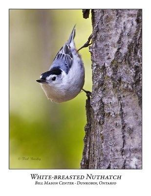 White-breasted Nuthatch-008