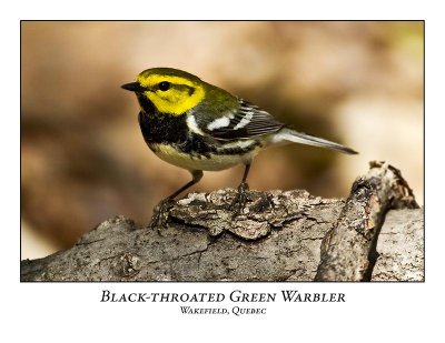 Black-throated Green Warbler-007