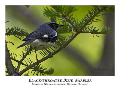 Black-throated Blue Warbler-002