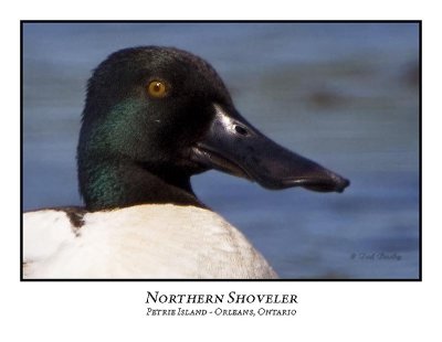 Northern Shoveler-001