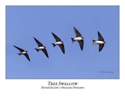 Tree Swallow-017