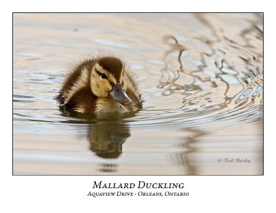 Mallard-011