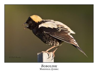 Bobolinks