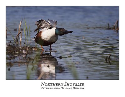 Northern Shoveler-005