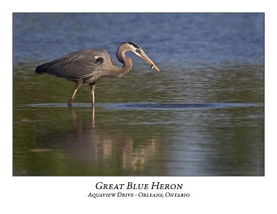 Great Blue Heron-073