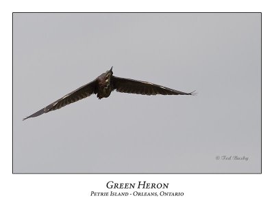 Green Heron-019
