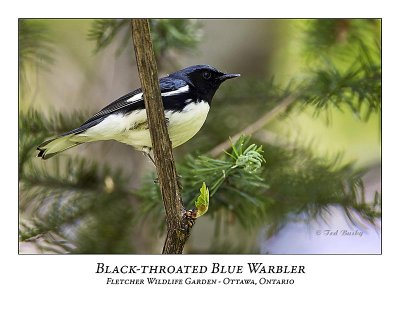 Black-throated Blue Warbler-004