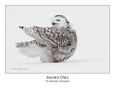 Snowy Owl-090