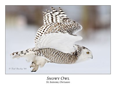 Snowy Owl-091