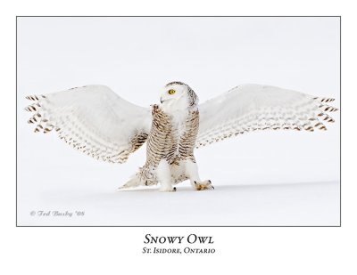 Snowy Owl-092