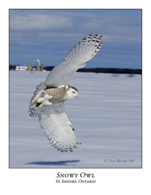 Snowy Owl-094