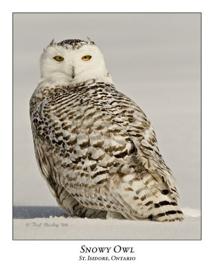 Snowy Owl-095