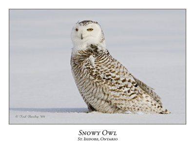 Snowy Owl-096