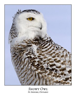Snowy Owl-097