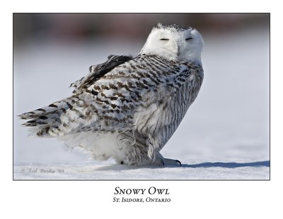 Snowy Owl-098