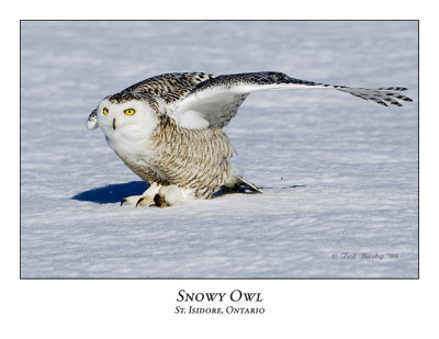 Snowy Owl-099