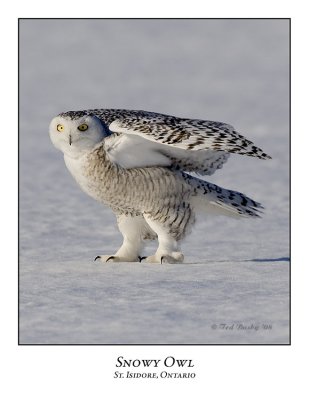Snowy Owl-100