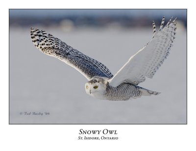 Snowy Owl-101
