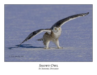 Snowy Owl-102