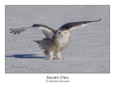 Snowy Owl-103