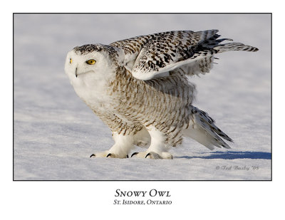 Snowy Owl-105