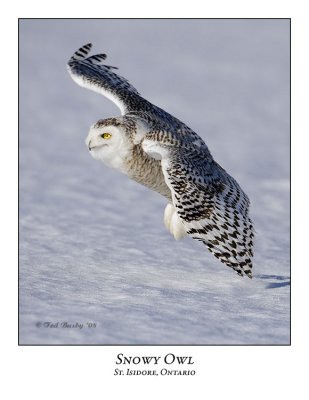 Snowy Owl-106