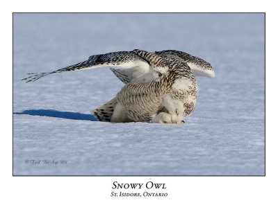 Snowy Owl-107