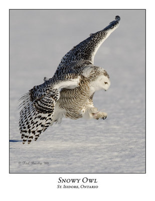 Snowy Owl-108