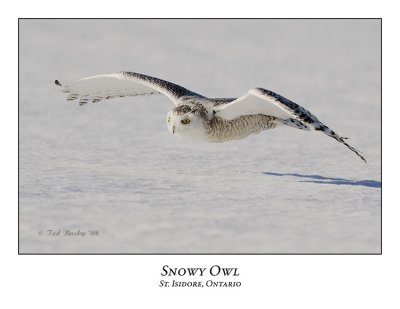 Snowy Owl-110