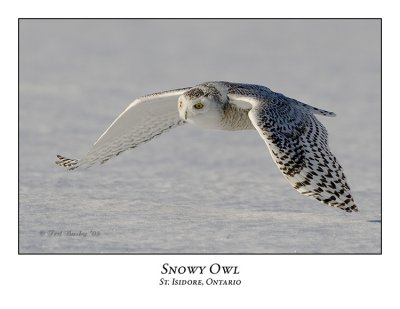Snowy Owl-111
