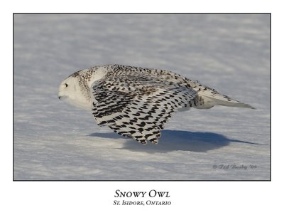 Snowy Owl-109
