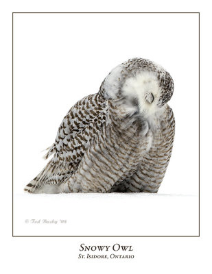 Snowy Owl-113