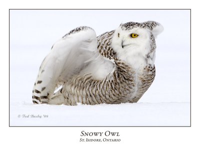 Snowy Owl-114