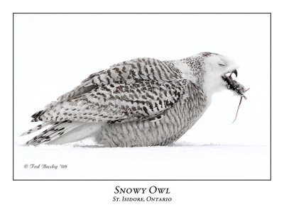 Snowy Owl-115