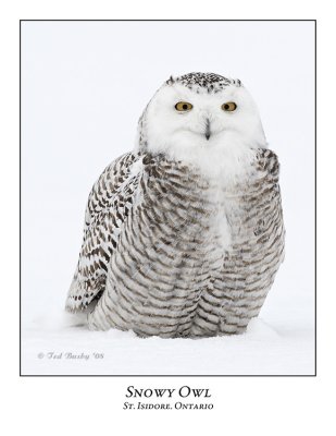 Snowy Owl-116