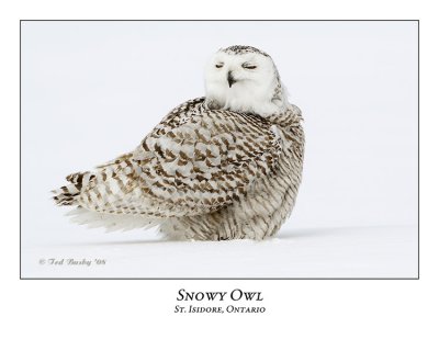 Snowy Owl-117