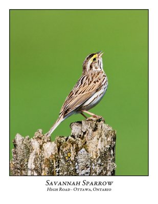 Savannah Sparrow-001